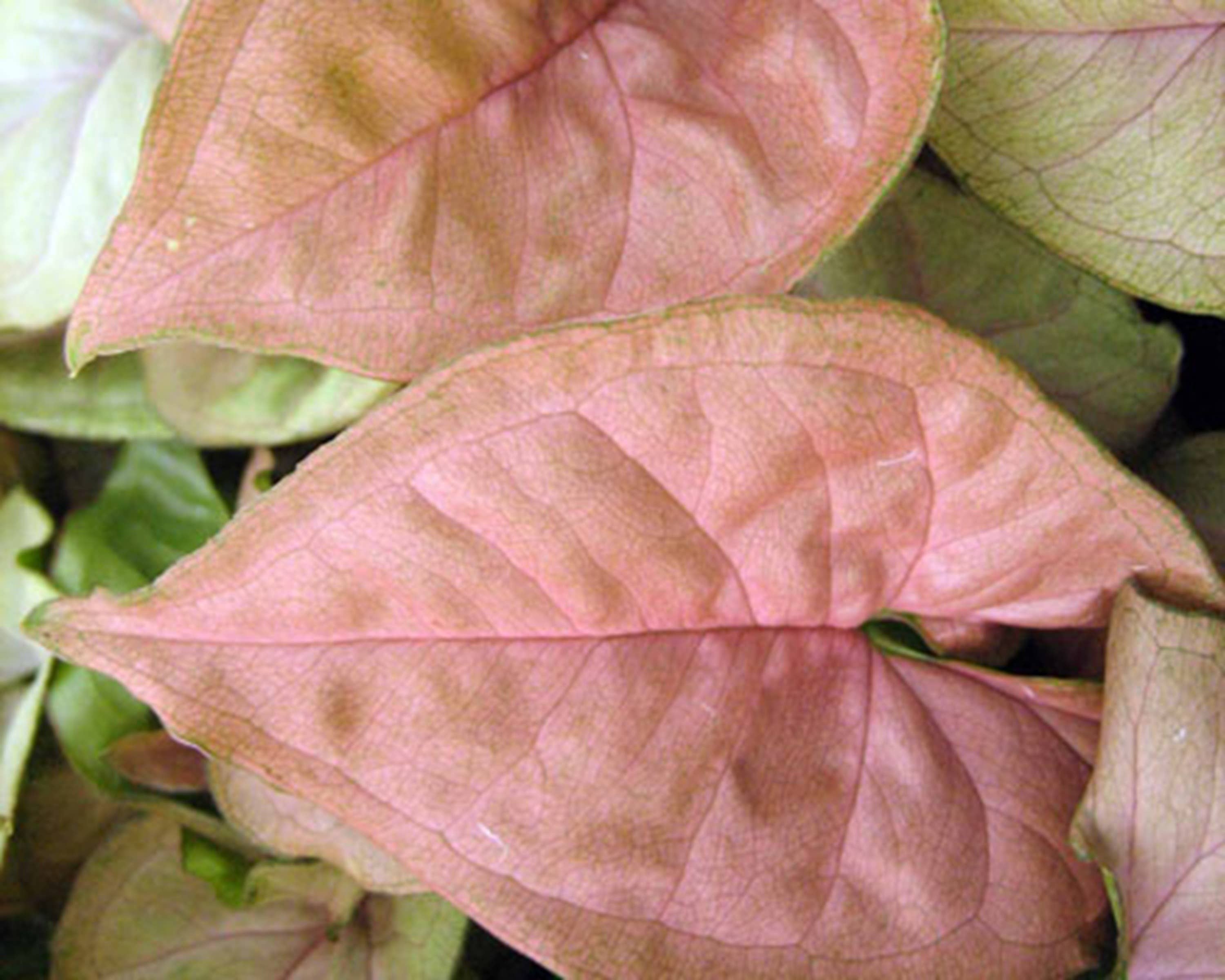 Dick's Sticks and Exotics - Wholesale Live Plant - Syngonium Regina Red0