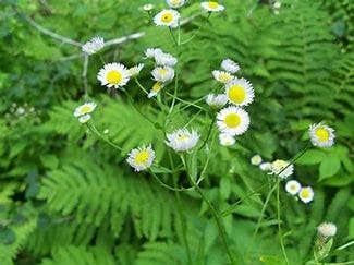 The Rike - Wholesale Plant Seeds - 5 pack x 1000 seeds daisy fleabane seeds Erigeron annuus1