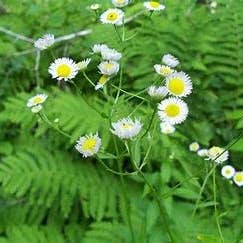 The Rike - Wholesale Plant Seeds - 5 pack x 1000 seeds daisy fleabane seeds Erigeron annuus1