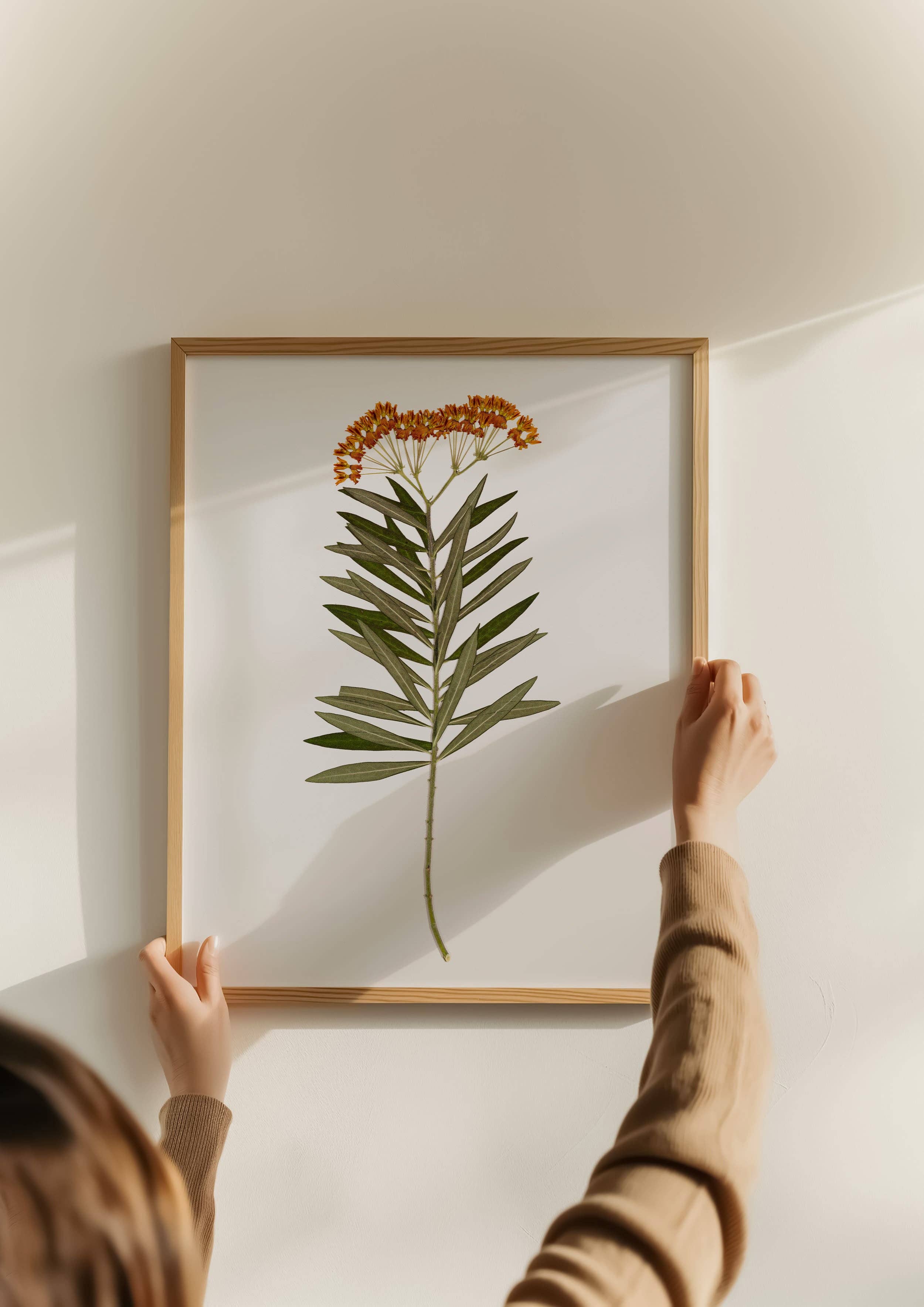 Hope Steinle Pressed Flower Art - Wholesale Art Print - Pressed Flower Fine Art Print - "Milkweed Moment"5