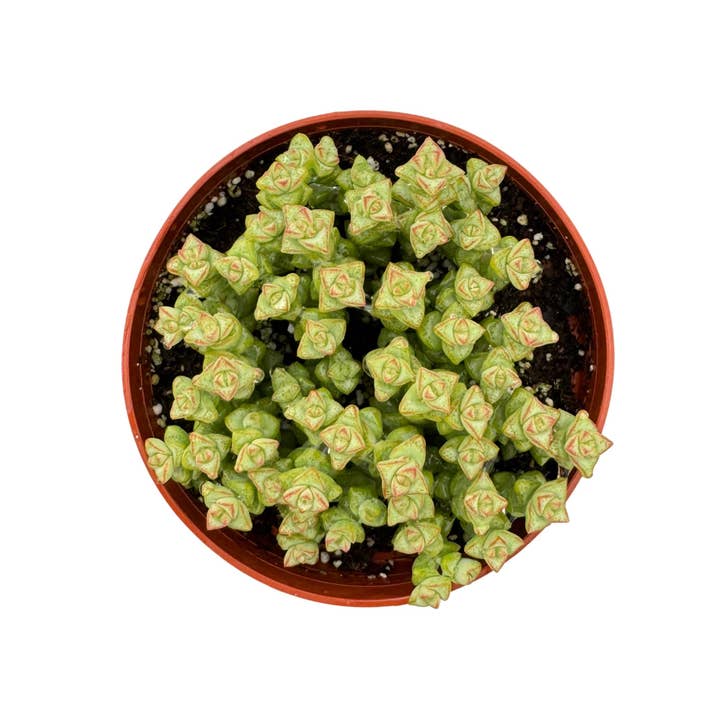 Succulent Wholesale - Wholesale Succulent - Assorted Succulents | 4 inch