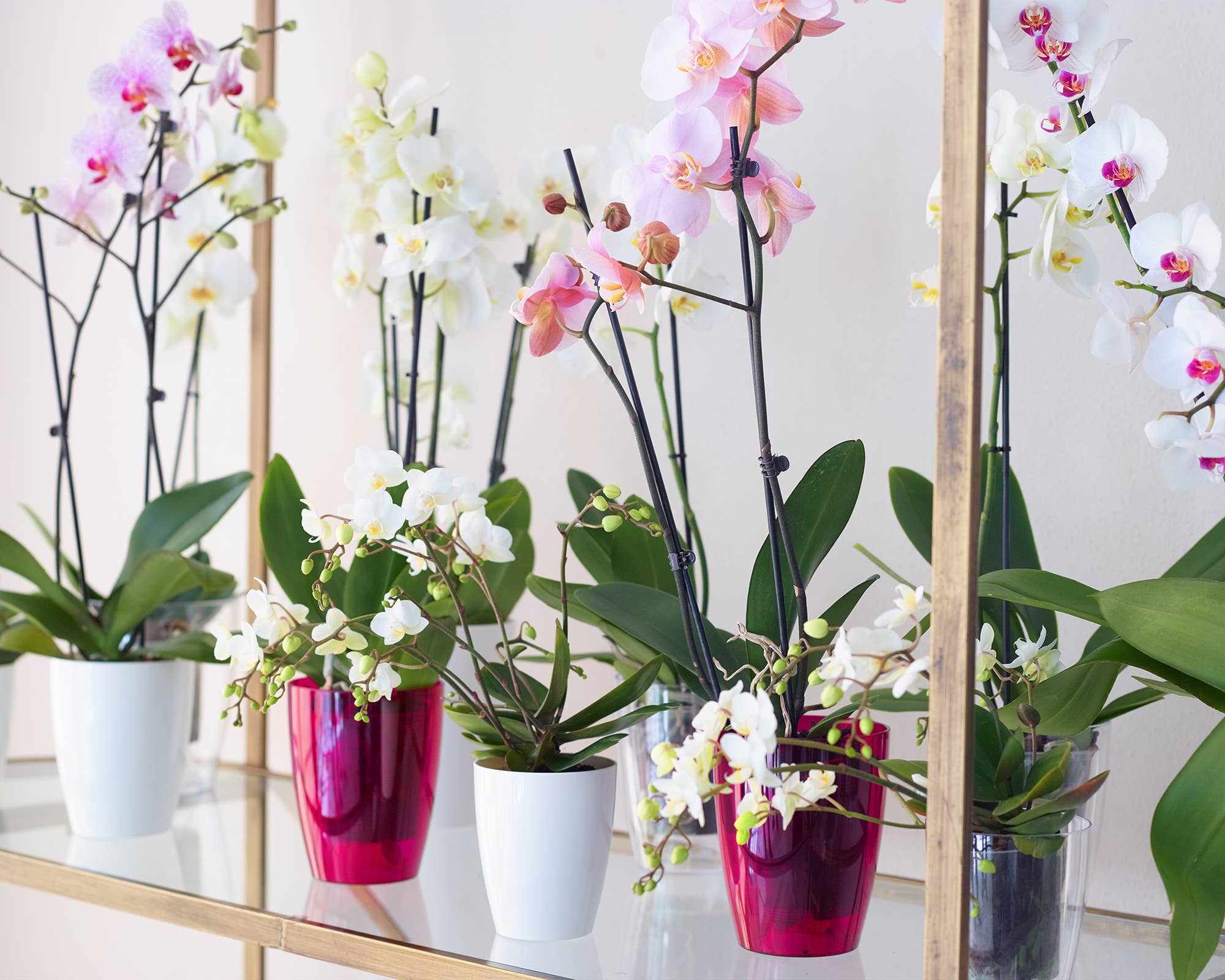 ARTEVASI, SA - Wholesale Vase - Plastic orchid pot8