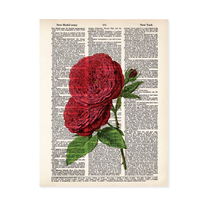 Arte botânica - Flores - Rosa vermelha - Vintage Flower Art por atacado de Blue Twist & Co