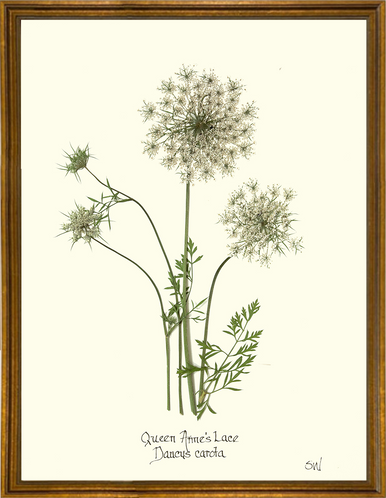 Homegrown Art Co - Wholesale Art Print - Queen Anne's Lace Flower Pressing - Botanical Art Print1