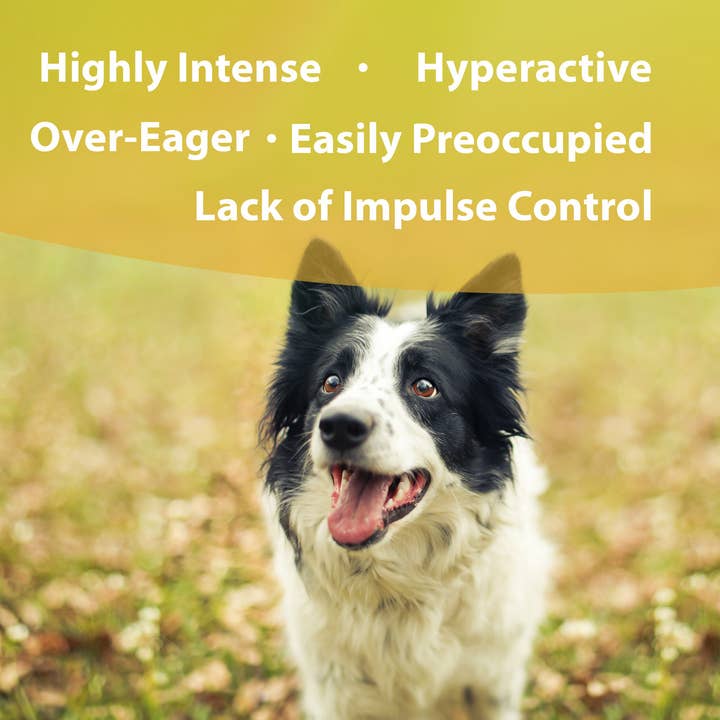 Botanical Animal Flower Essences – Großhandel Nahrungsergänzungsmittel für Haustiere – Katze/Hund – Hohe Intensität 1 fl oz (30 ml)1