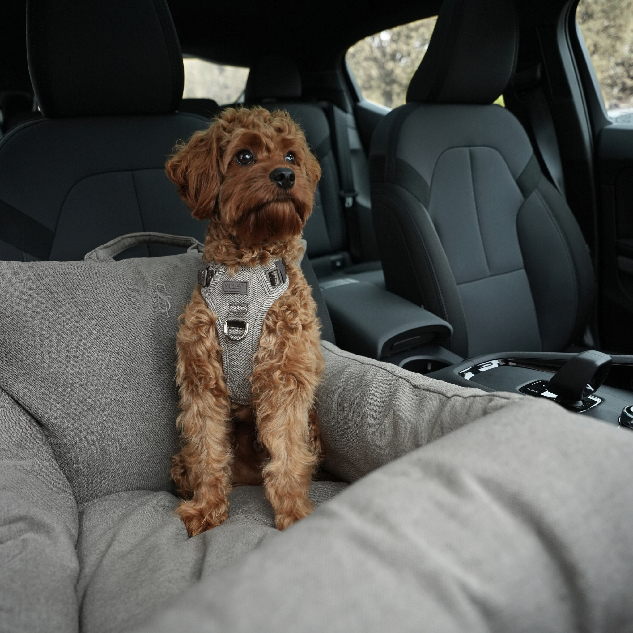 Staey - Wholesale Pet Carrier - Dog - Lara Car Seat | Taupe 2.012