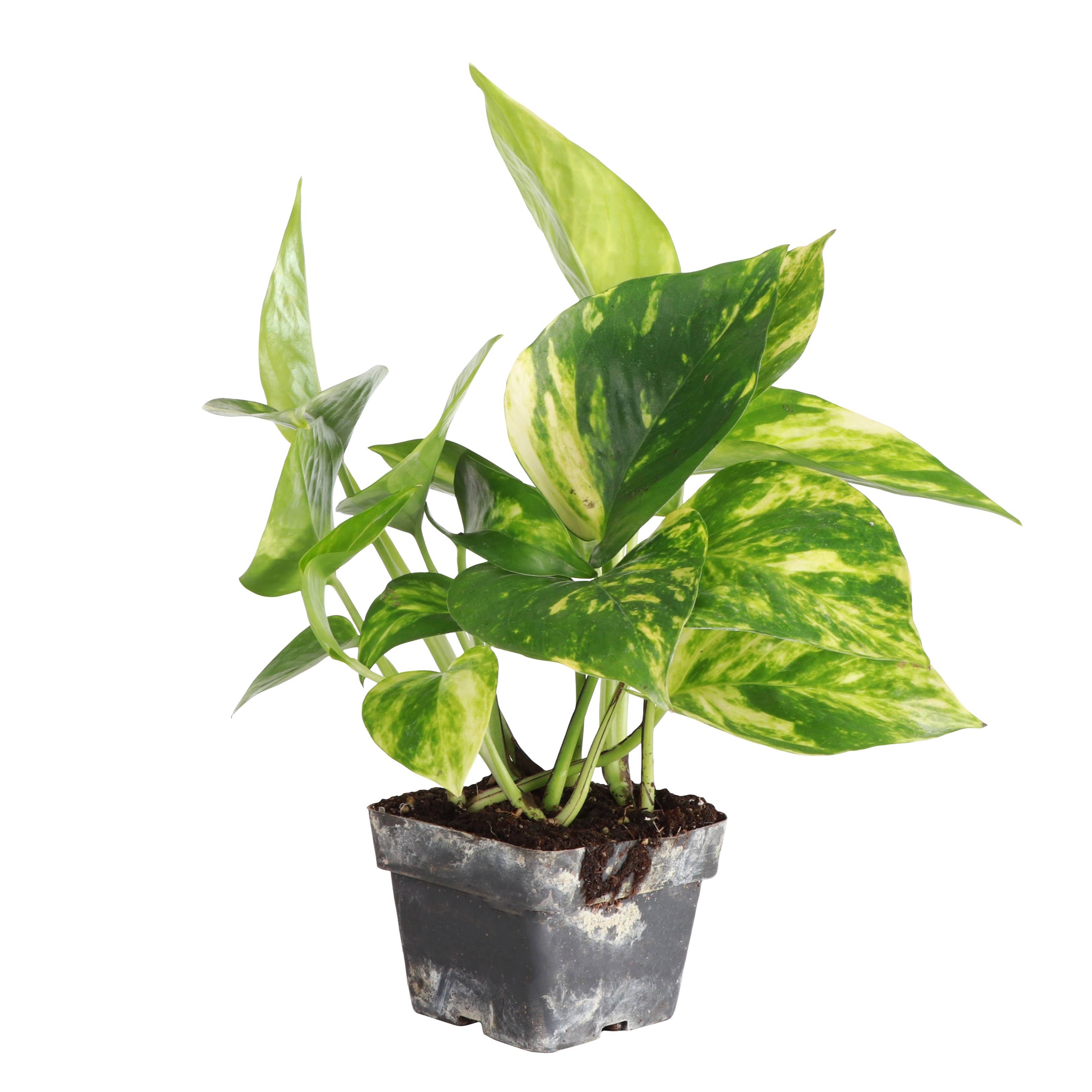Thorsen's Greenhouse - Wholesale Live Plant - Golden Pothos Plant - Live Plant7