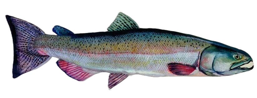 FishTargets - Vente Accessoires de sport - Saumon Chinook