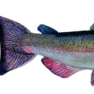 Chinook Salmon for wholesale by FishTargets