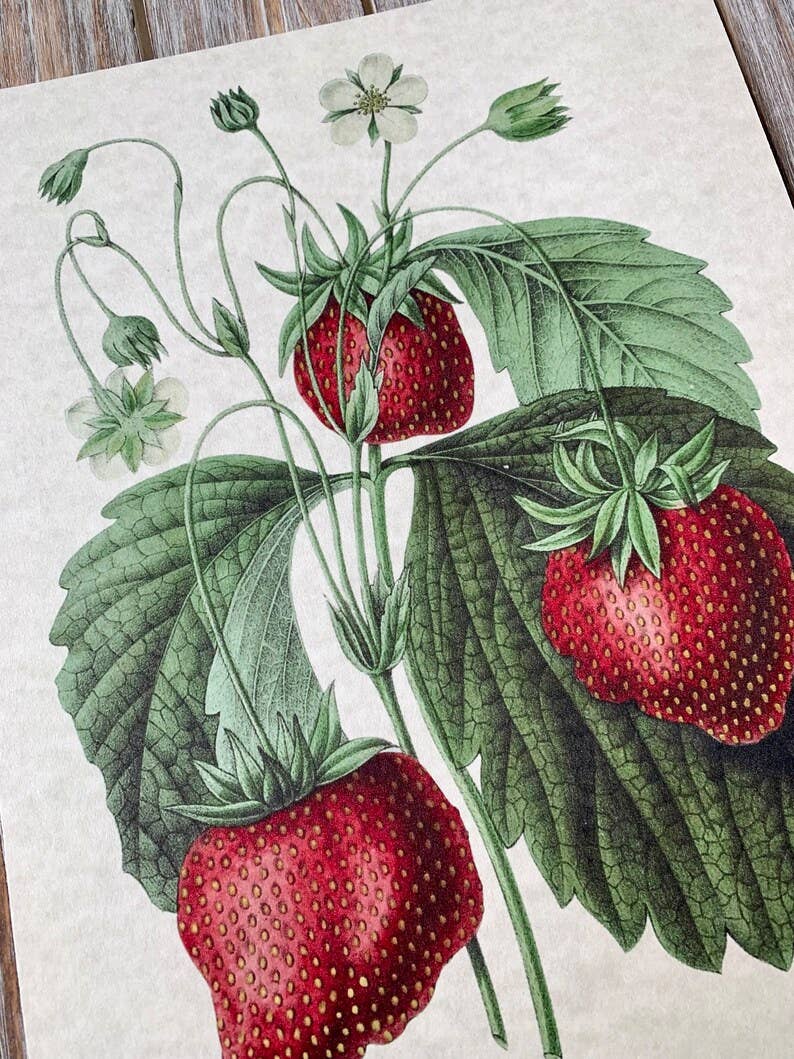 Magnifique Hearts - Wholesale Art Print - Vintage Style Strawberries Art Prints, Wall Decor, 2 Designs2