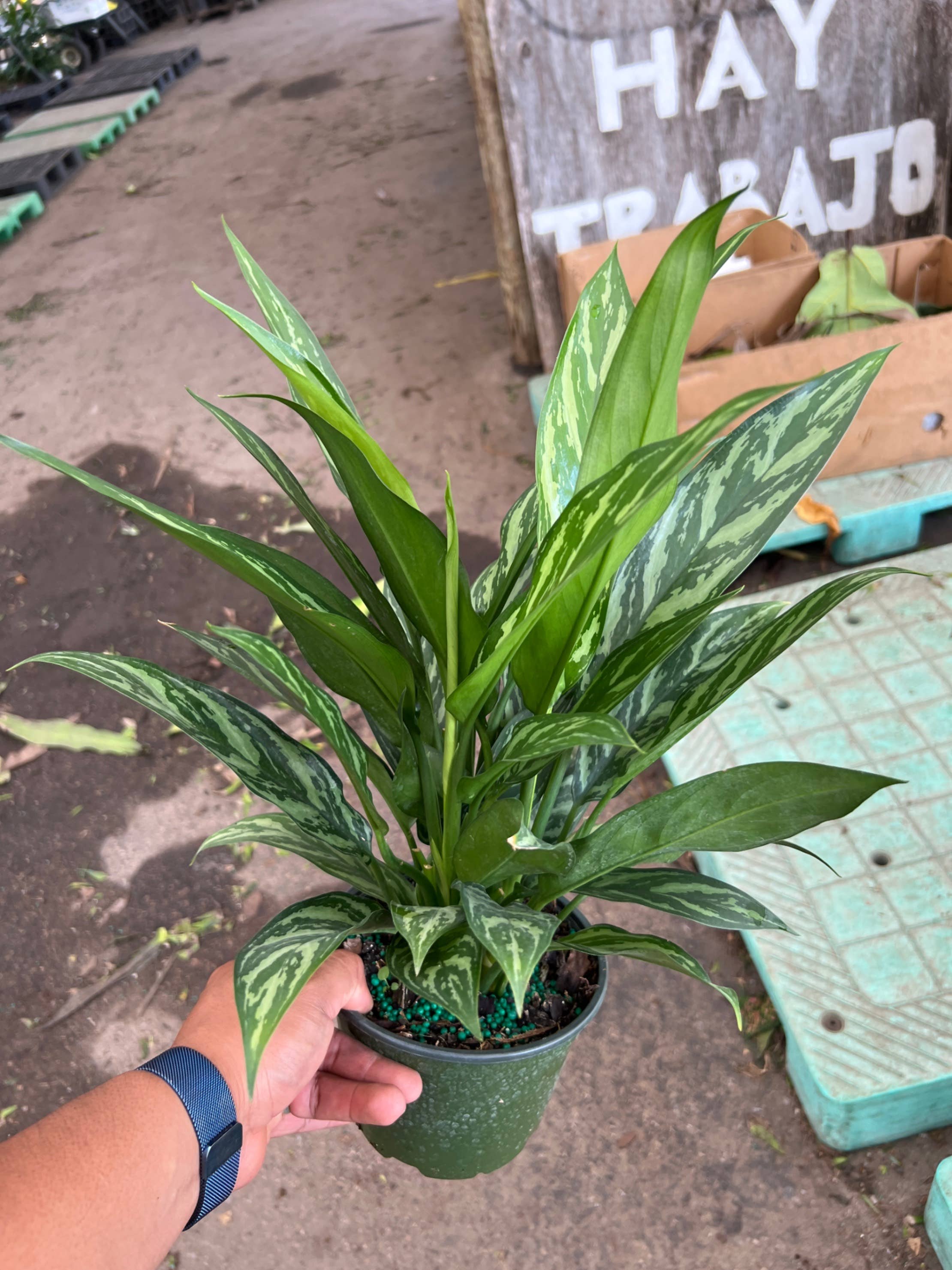 Triad Plants - Wholesale Live Plant - 6" Aglaonema Tigress2