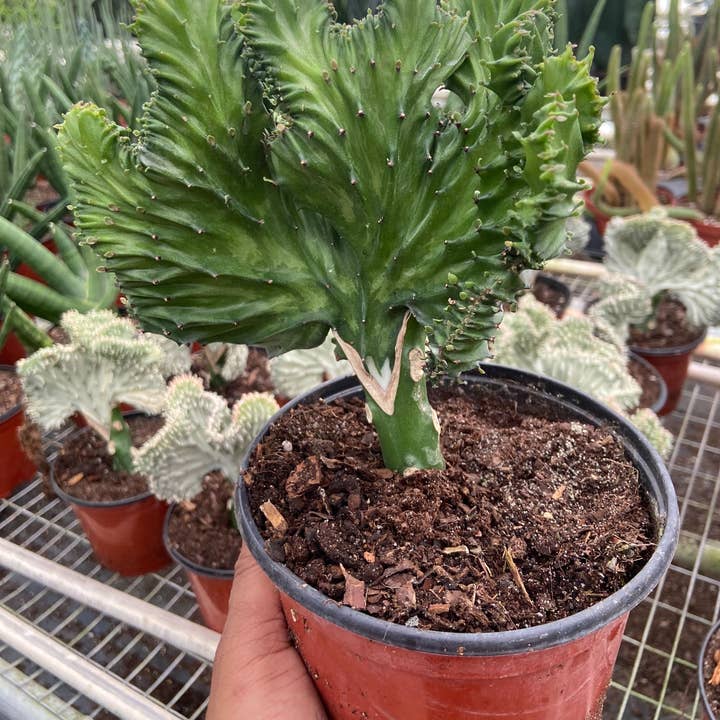 Succulent Euphorbia Lactea Mermaid Tail - 6" Pot for wholesale by House Plant Wholesale