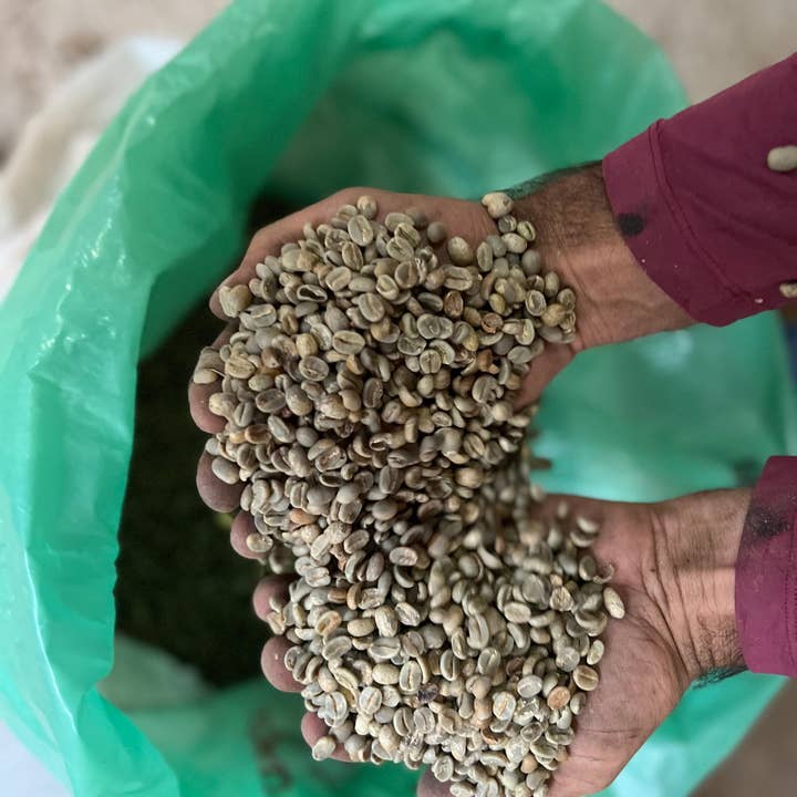 The Studio Coffee. - Wholesale Coffee Beans - BRAZIL - Sartori3