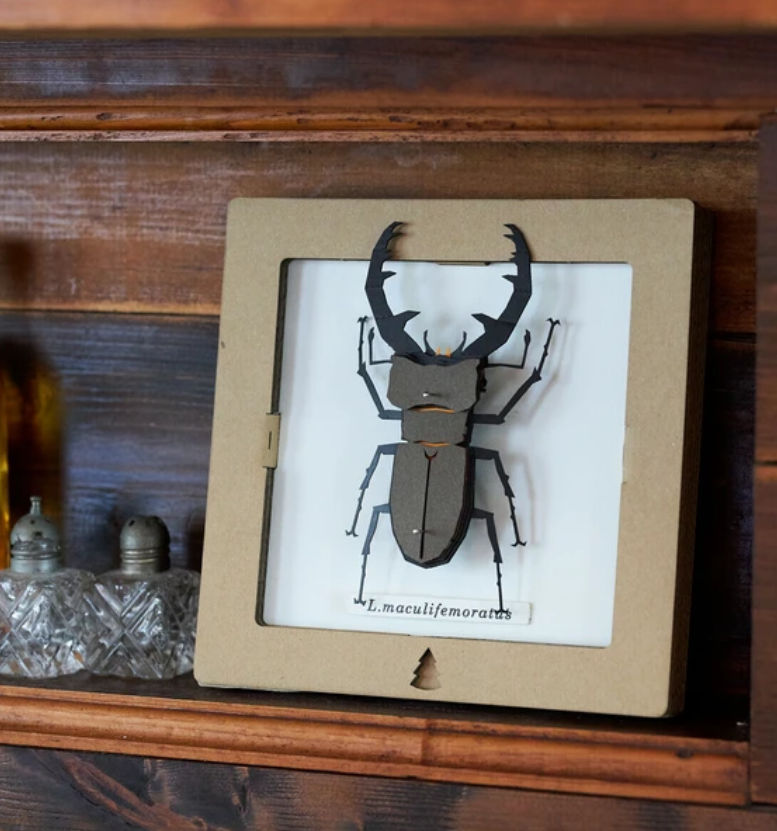 「FUNJI」In Japan - Wholesale DIY Craft Kit - 3D Stag Beetle Paper Craft Kit – Miyama Kuwagata | Japanese 4