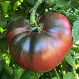 6 Cherokee Purple Tomato Plants (2.5" Pots) for wholesale by Steep Hill Garden