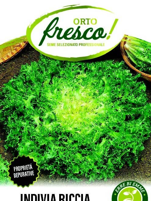 Curly Endive Vallona for wholesale by Sementi & Barbatelle