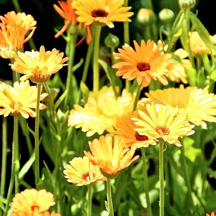Sow True Seed - Wholesale Plant Seeds - Calendula Seeds - Pacific Beauty3