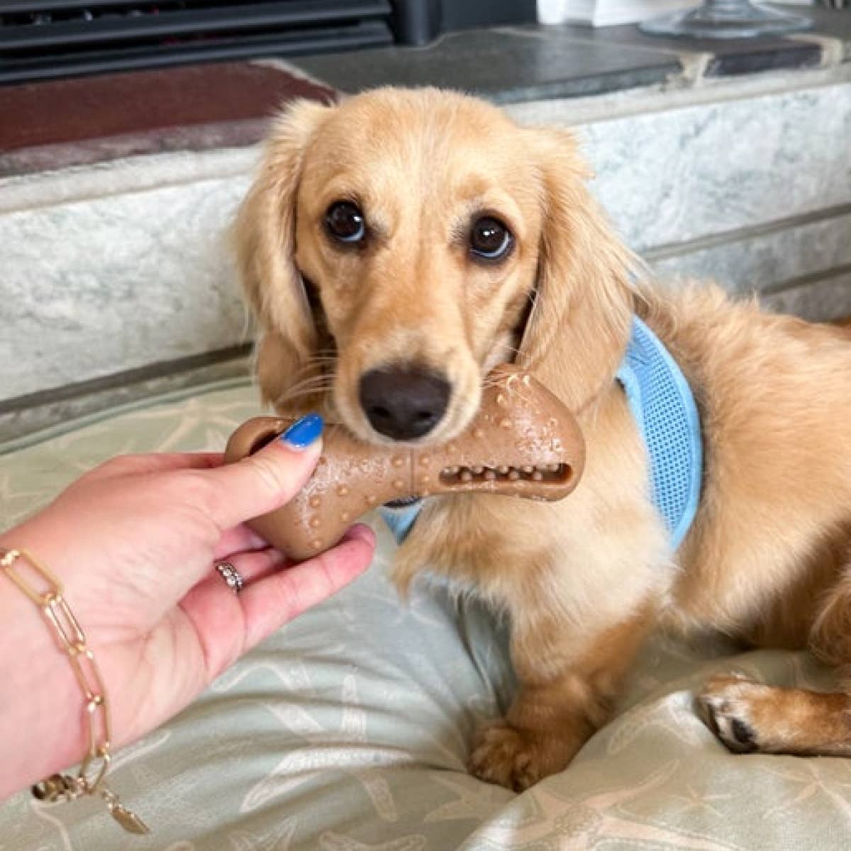 Tall Tails - Vente Jouet à mâcher – chien - Support Bully Stick pour chiens, taille M, 5 po6