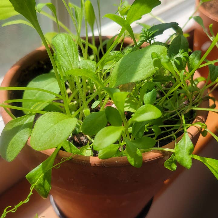 Franky and J. Designs - Wholesale Plant seeds - Rainbow Seeded Paper Hearts4