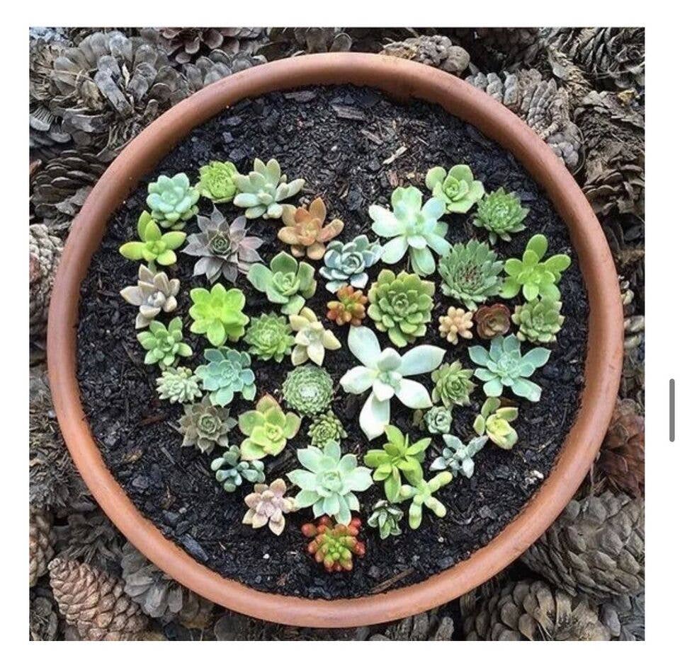 GJE Terracotta - Wholesale Planter Box - Terracotta Planter Pot for Succulent 8 Inch Cactus Bowl