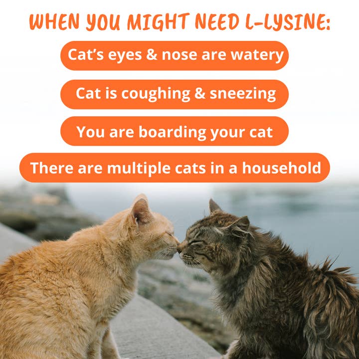 Under the Weather Pet - Wholesale Pet Supplement - Cat - L-lysine Immune Support Chews for Cats3