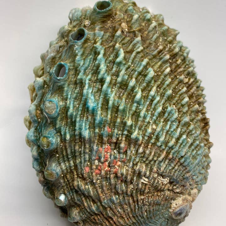 Espoir & Amour - Wholesale Smudge Plate - Abalone Shell for Smudging | Smudge Bowl Abalone Shells | 5-2