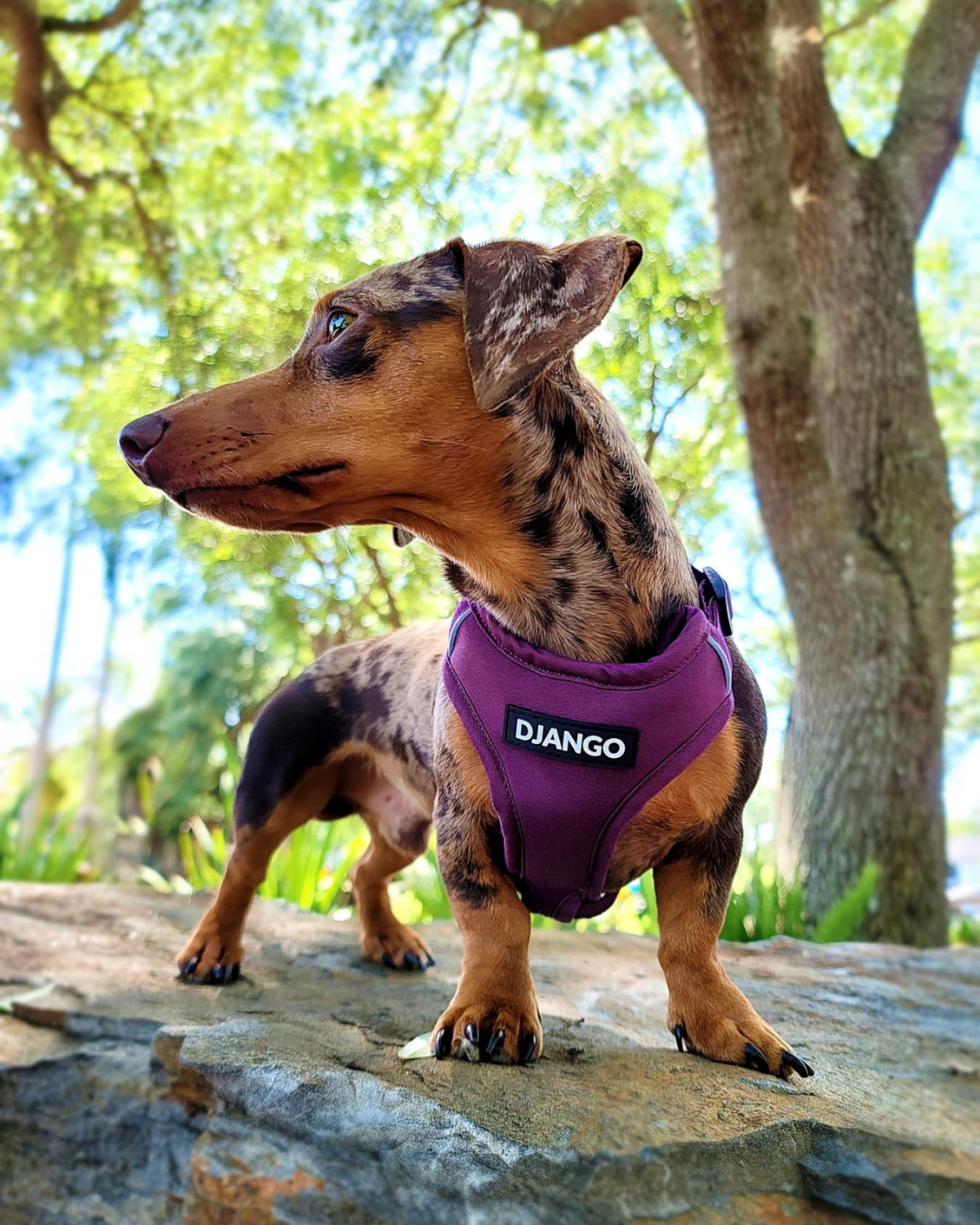 DJANGO - Wholesale Pet Harness - Dog - Adventure Dog Harness - Plum Purple1