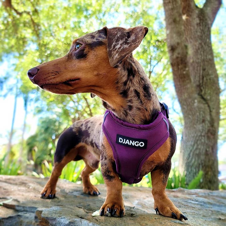DJANGO - Wholesale Pet Harness - Dog - Adventure Dog Harness - Plum Purple1
