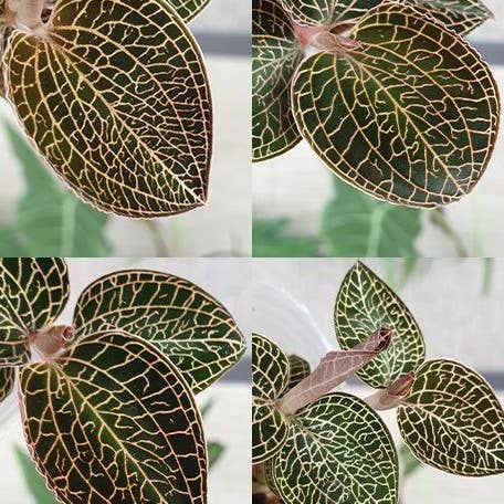 OrchidBox - Wholesale Live Plant - Anoectochilus roxburghii × Anoectochilus cv. ex Ukraine 2.5"
