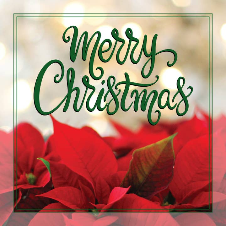 Merry Christmas Poinsettias Cards for wholesale by Swan River Studios