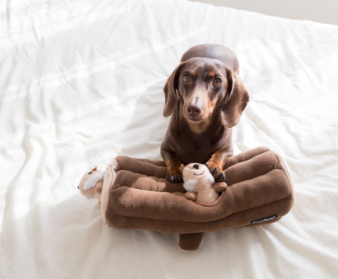 ZippyPaws - Vente Peluche – chien - Zippy Burrow - Jouet pour chien « bûche » avec 3 tamias couinants9