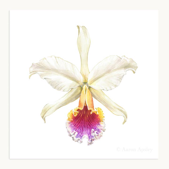 Aaron Apsley Artwork - Wholesale Art Print - Orchid Flower Print - 8"x8"1
