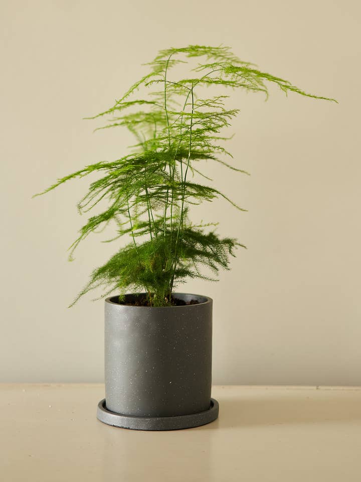 The Dalton, in Charcoal for wholesale by Anther + Moss