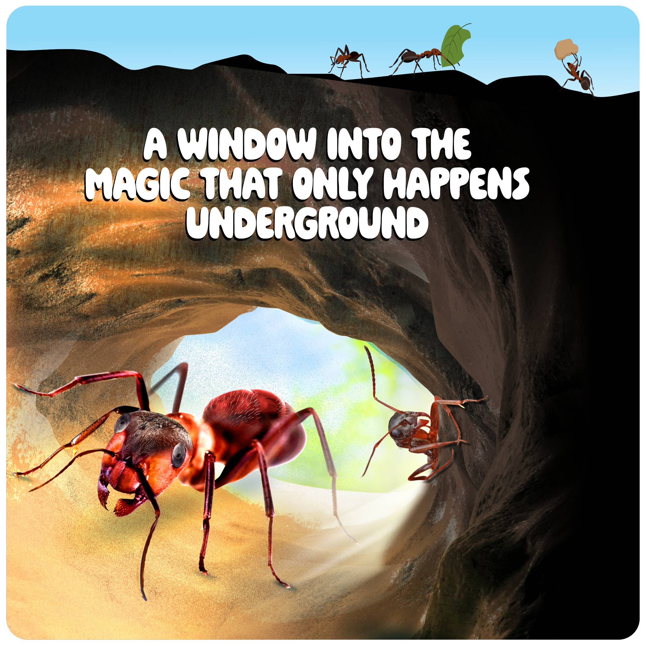 Dan&Darci – Großhandel Spielzeugset – Kinder – Ameisenfarm-Set für Kinder, Sandhabitat, inklusive Ameisengutschein4