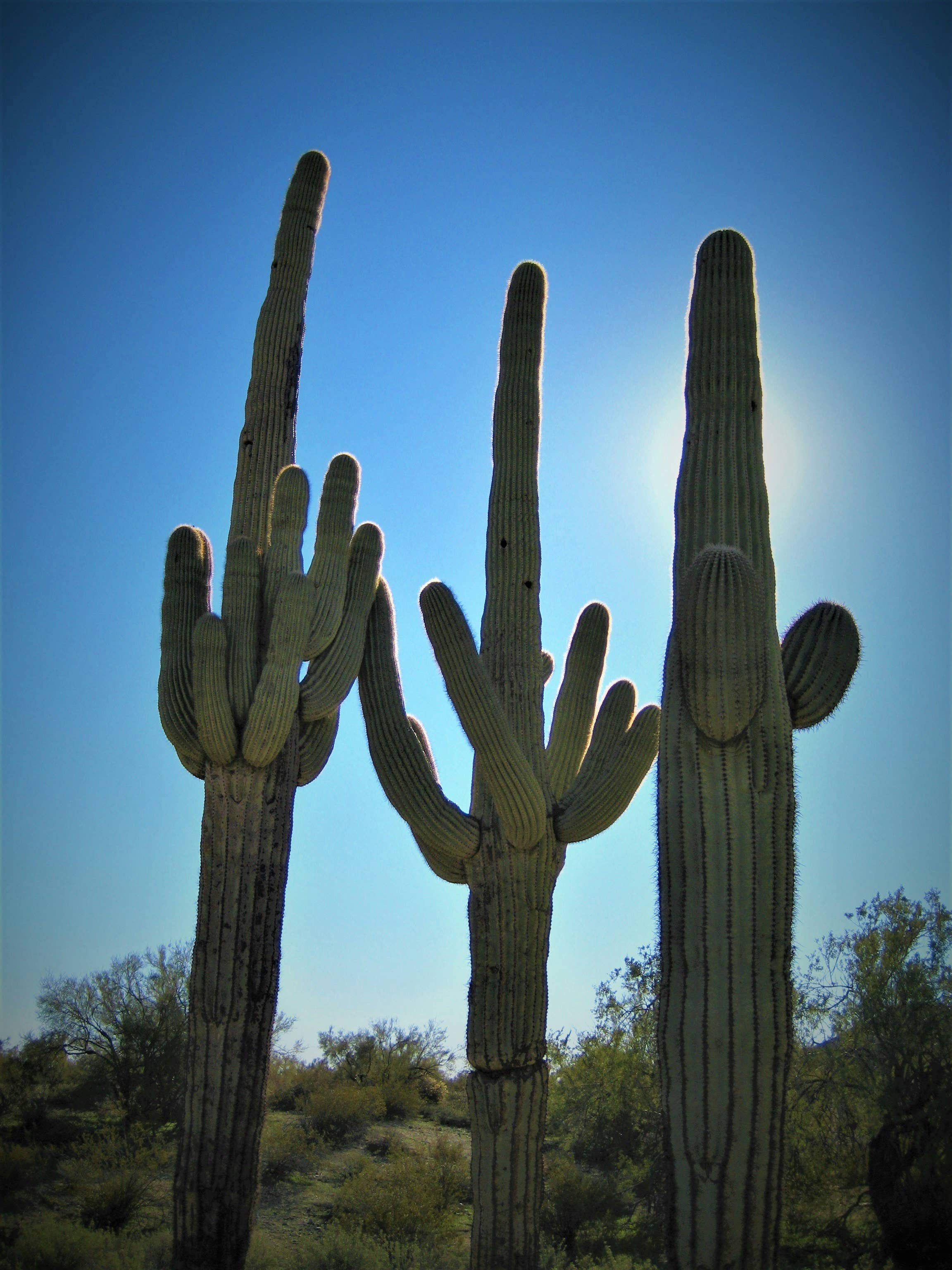 The Jonsteen Company - Wholesale Plant Seeds - Saguaro Cactus | Seed Grow Kit26