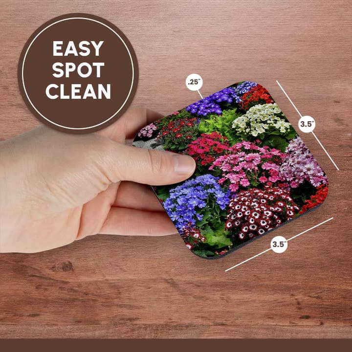 3dRose - Wholesale Coasters - 3dRose, Springtime gardens, Victoria, BC, Canada. Cinerarias in bloom, Coaster13
