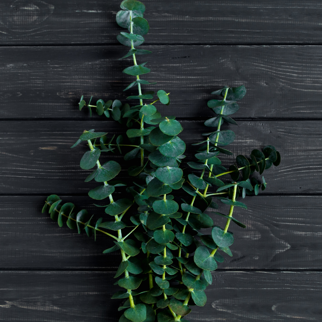 Plantita & Co. – Flores secas/prensadas por atacado – Pacote de eucalipto preservado1