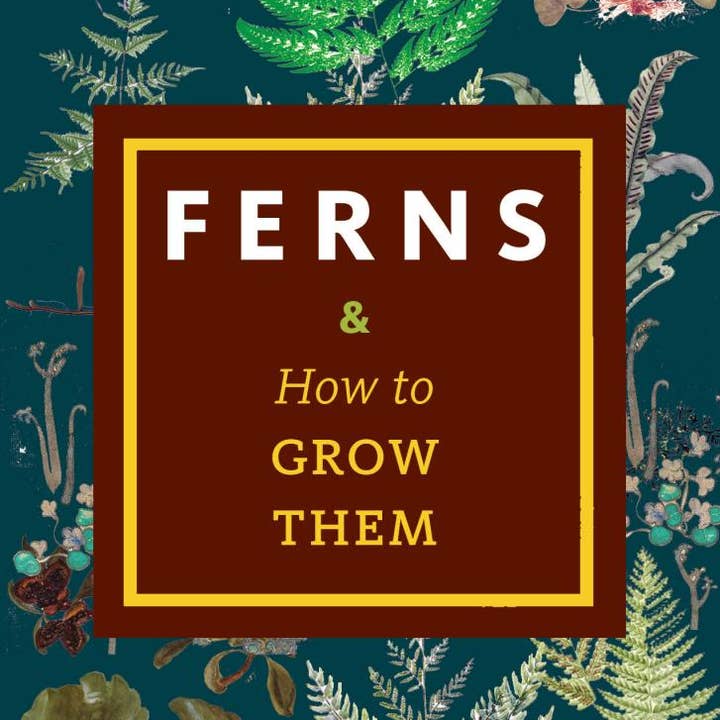 Ferns & How to Grow Them for wholesale by Microcosm Publishing & Distribution