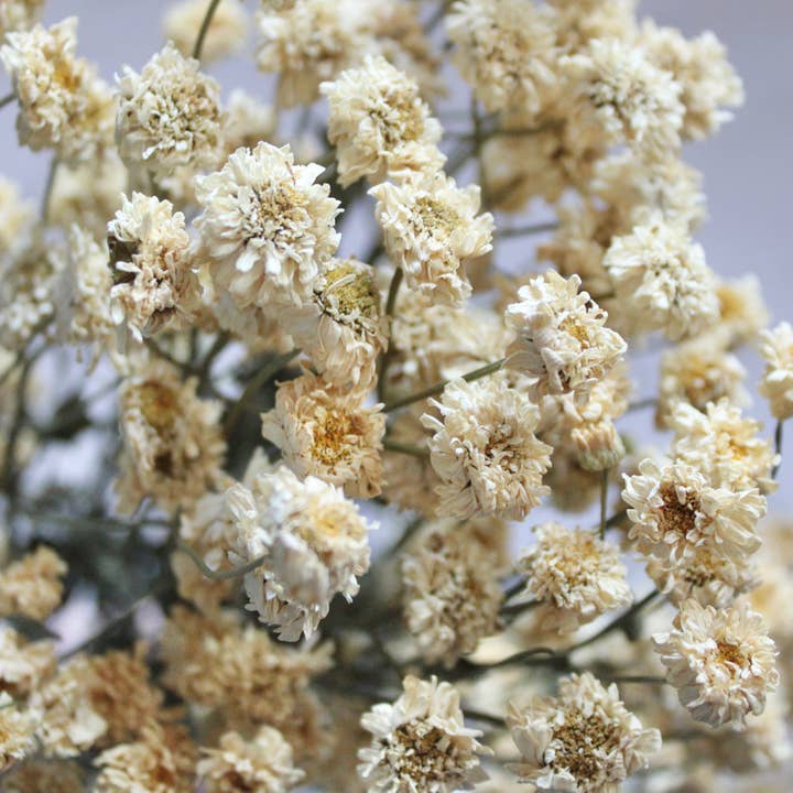 Natural Feverfew - Dried for wholesale on Faire