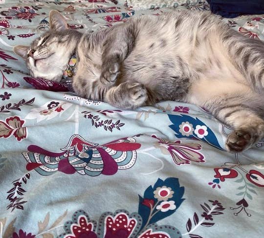 Dr. Pussums Catnip - Wholesale Pet Toy - Cat - Small Logo Catnip Pillow Catnip Toy2