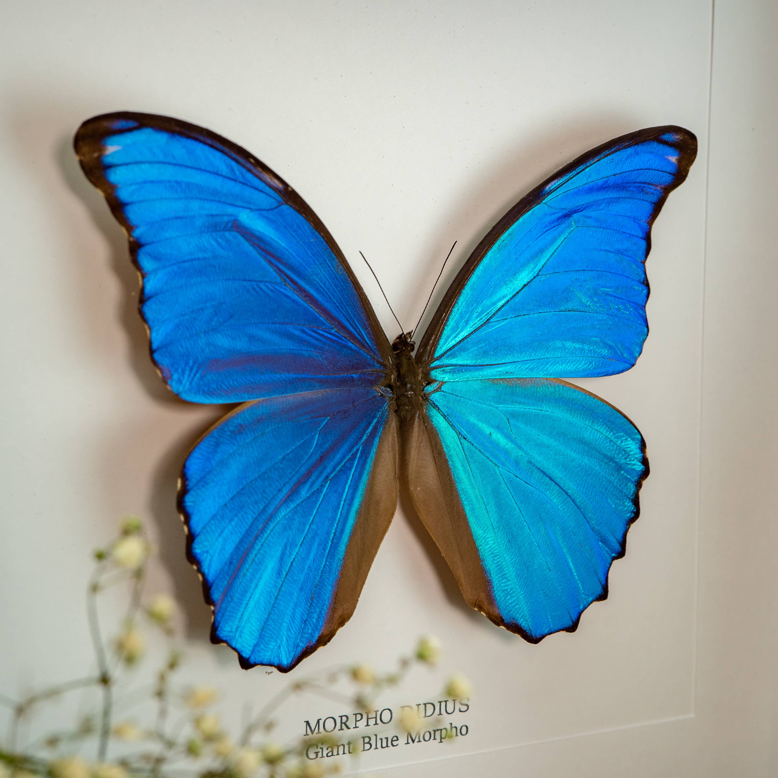 Curated Studio - Wholesale Picture Frame - Giant Blue Morpho Butterfly Taxidermy Box Frame1