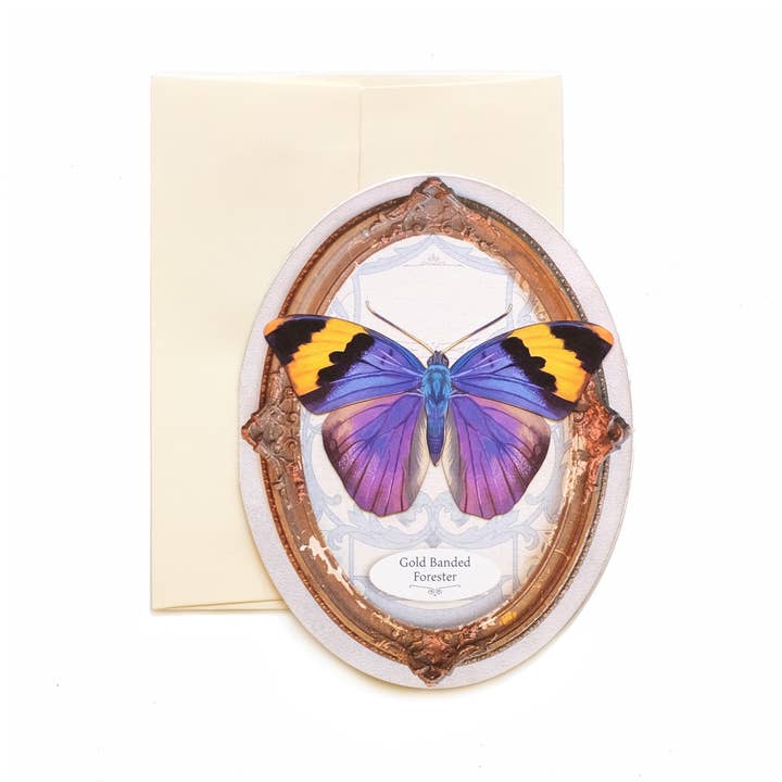 Moth and Myth - Wholesale Everyday Greeting Card - Gold Banded Forester Butterfly Oval Greeting Card