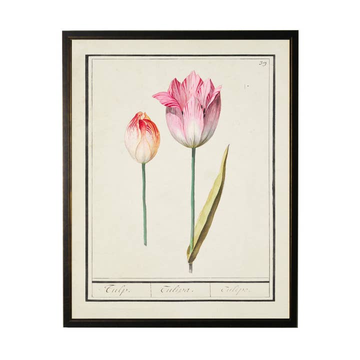 Vintage Tulip Bookplate With Border for wholesale by Antique Curiosities Inc