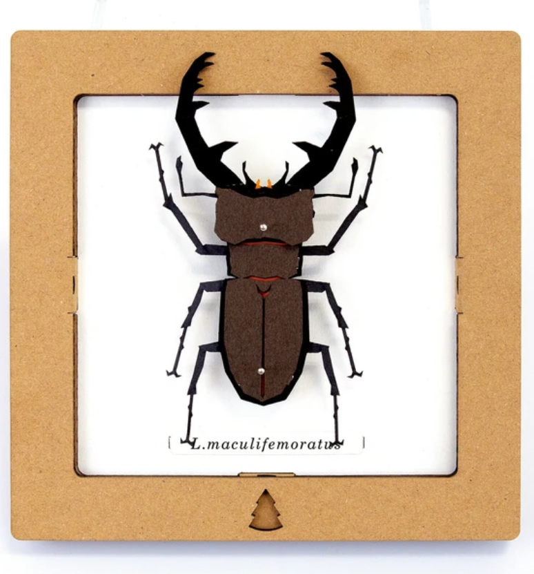 「FUNJI」In Japan - Wholesale DIY Craft Kit - 3D Stag Beetle Paper Craft Kit – Miyama Kuwagata | Japanese 0