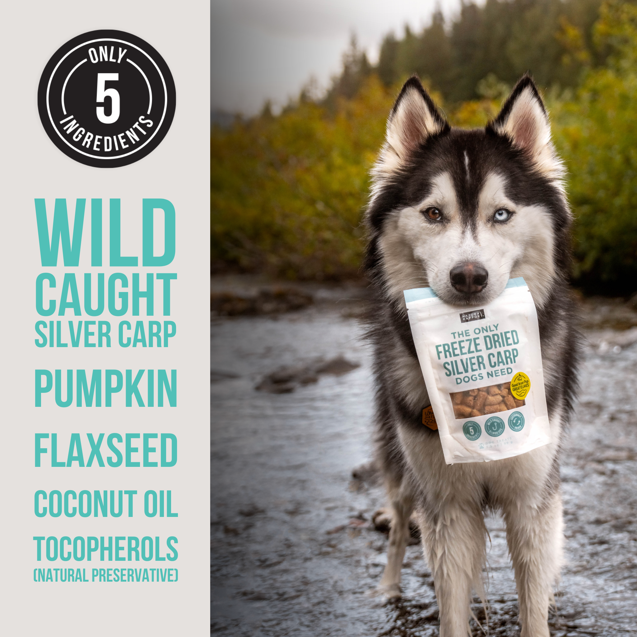 Natural Rapport – Großhandel Leckerlis – Hund – Gefriergetrockneter Silberkarpfen – der einzige Leckerbissen, den Hunde brauchen2