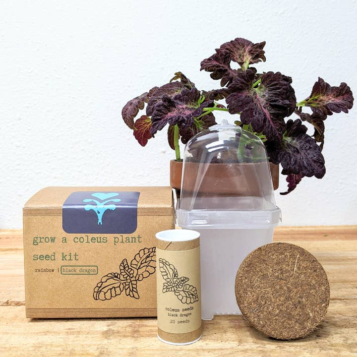 Plantflix - Wholesale Plant Seeds - Houseplant Seed Kit 13