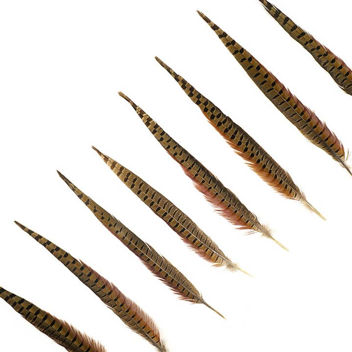 Zucker Feather Products - Wholesale Craft Supplies - 10 PC/PKG Ringneck Pheasant Tails 14-16" - Natural
