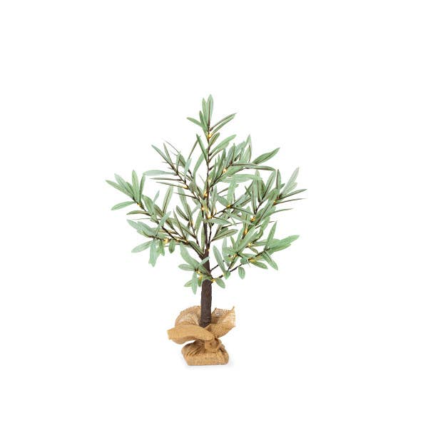 Discount Olive Tree for wholesale by The Gerson Companies