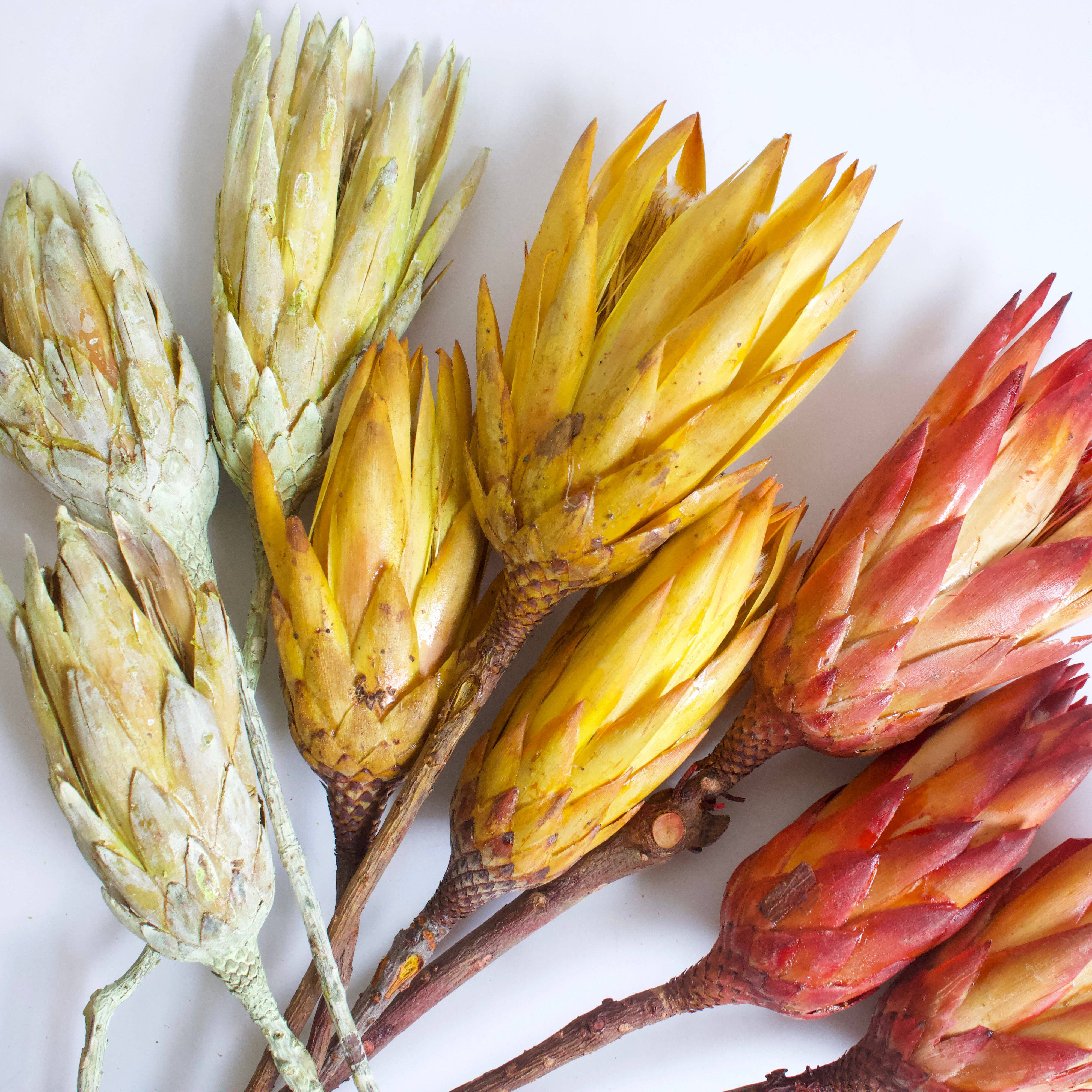 Roxanne's Dried Flowers - Wholesale Dried/Pressed Flowers - Protea  - Repens5