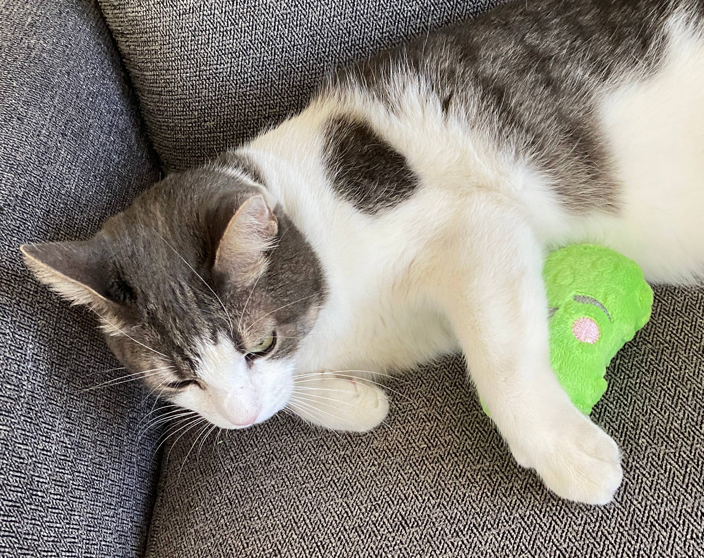 Screaming Pickles - Vente Jouet couineur – chien - Jouets pour animaux de compagnie faits à la main - Catnip/Dog Squeaker Mini Pickle15